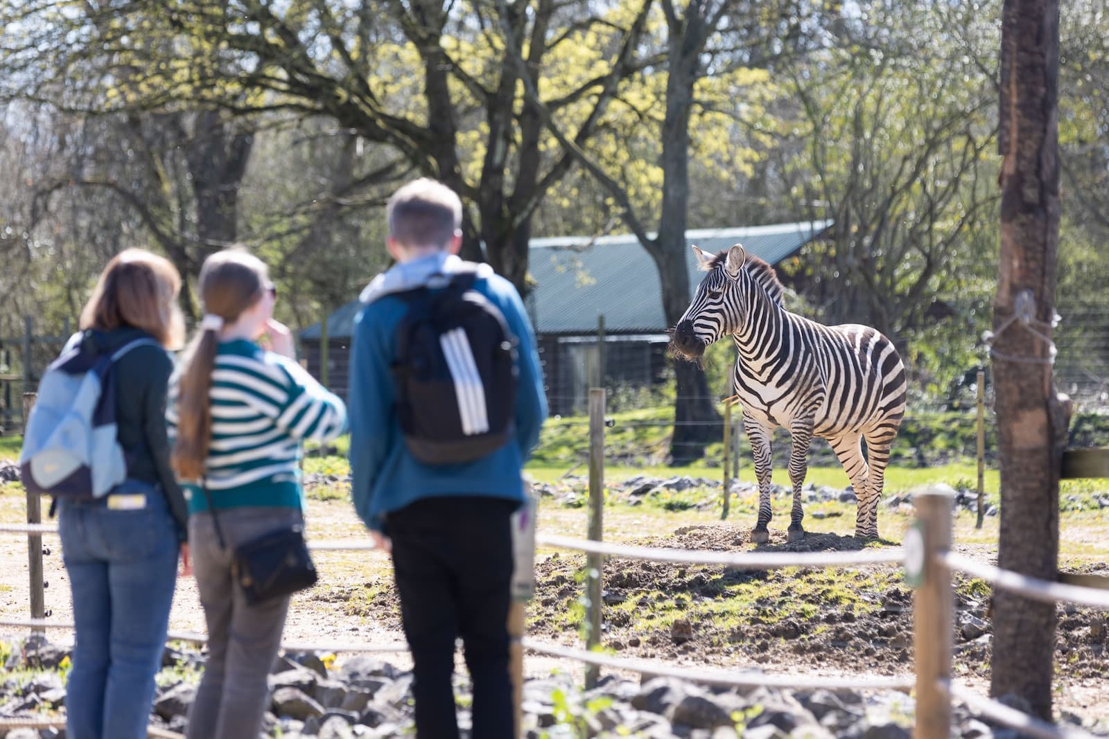 People standing around a fence looking at a zebra