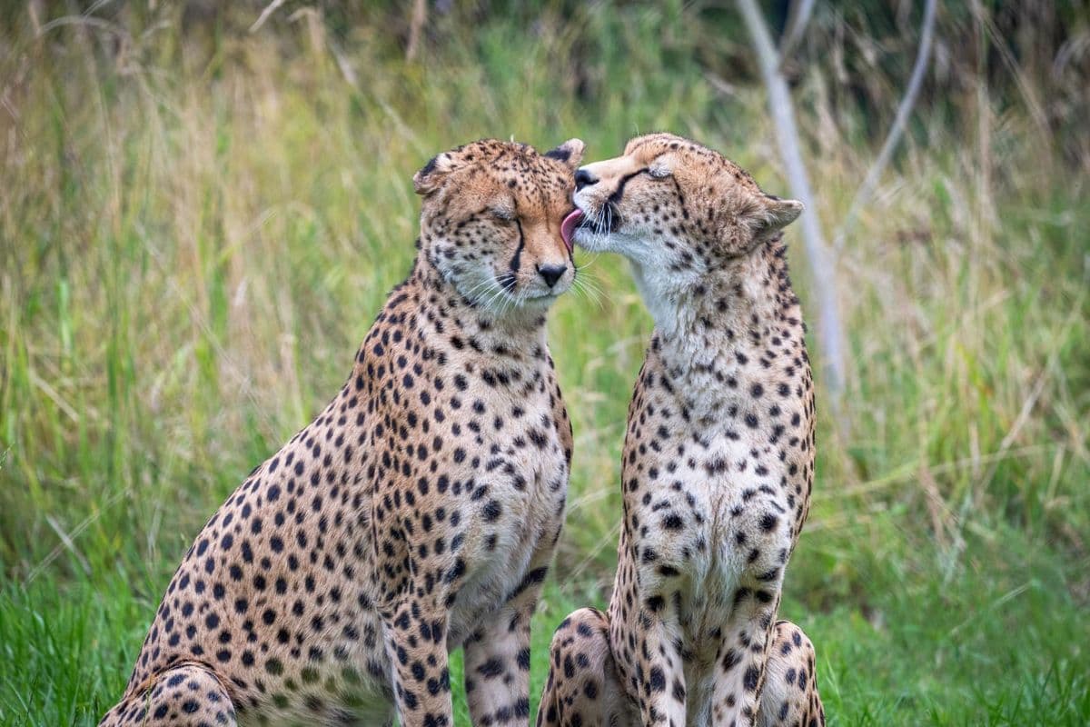 Two cheetahs sitting on grass; one licks the other's face affectionately, with a blurred green and brown background.