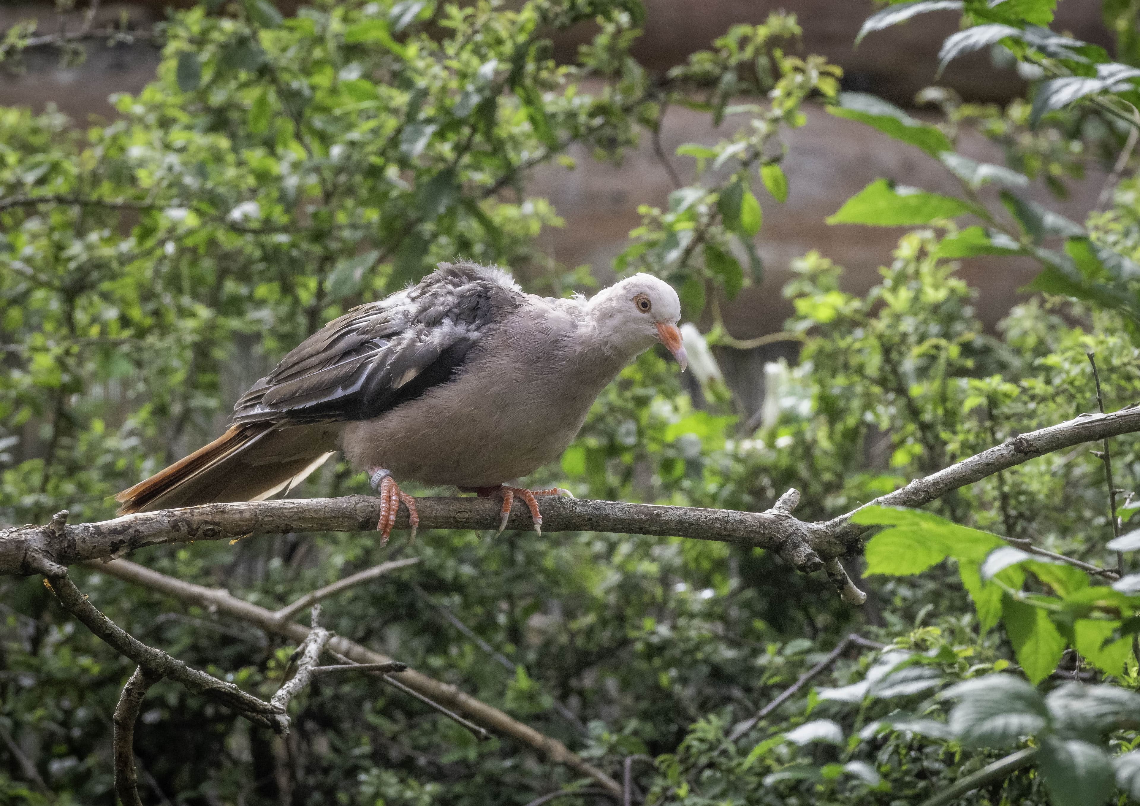 A close up shot of a Mauritian pink pigeon sat on a branch with greenery behind