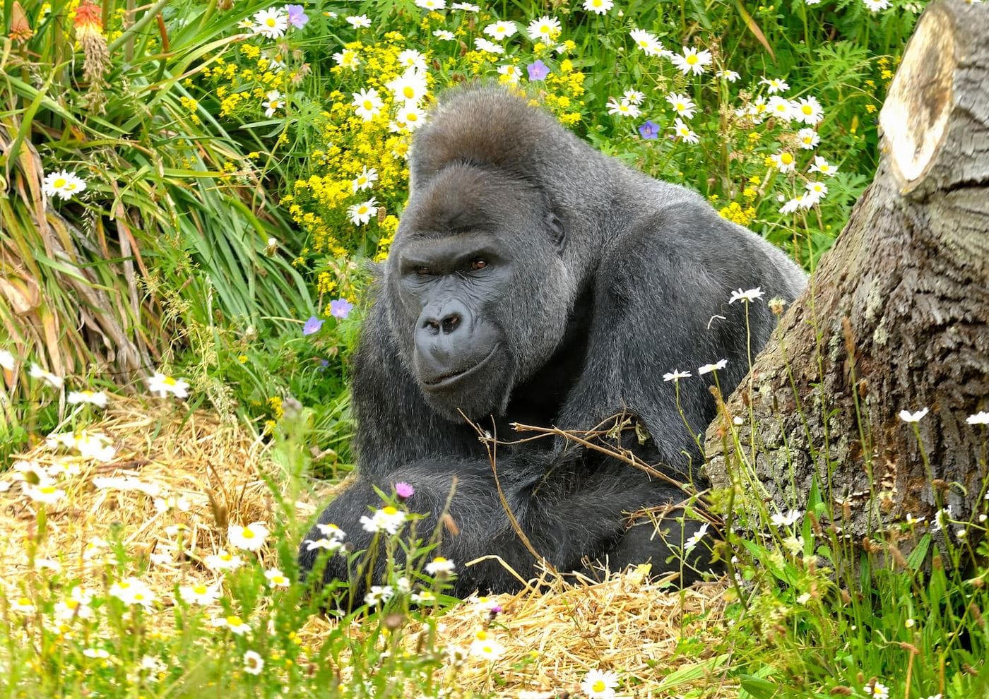 Silverback western lowland gorilla lying in flowers